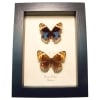 Blue Pansy Butterflies Junonia orithya Butterfly Pair Framed Taxidermy Display