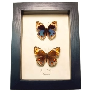 Blue Pansy Butterflies Junonia orithya Butterfly Pair Framed Taxidermy Display