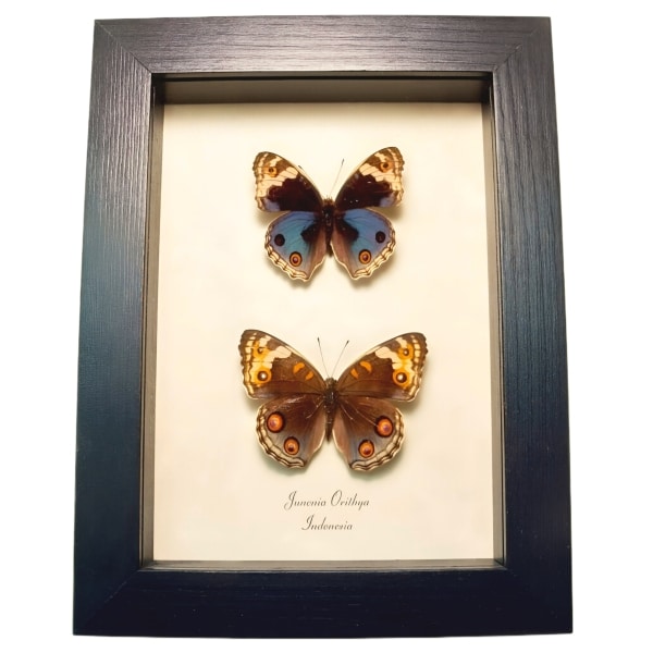 Blue Pansy Butterflies Junonia orithya Butterfly Pair Framed Taxidermy Display