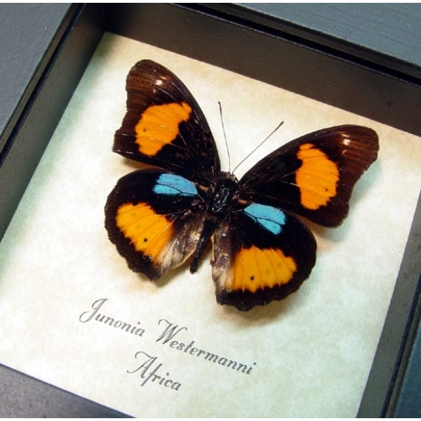 Junonia westermanni Blue Spot Pansy Butterfly Framed Taxidermy Display