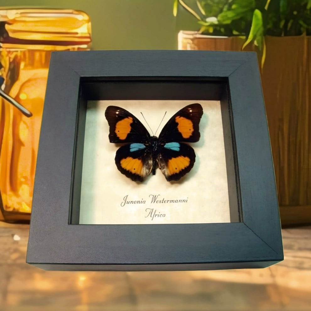 Blue Spot Pansy Butterfly Junonia westermanni Framed Taxidermy Display