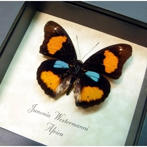 Blue Spot Pansy Butterfly Junonia westermanni Framed Taxidermy Display