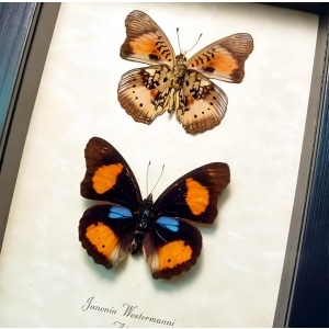 African Butterfly Blue Spot Pansy Junonia westermanni Set Taxidermy Display