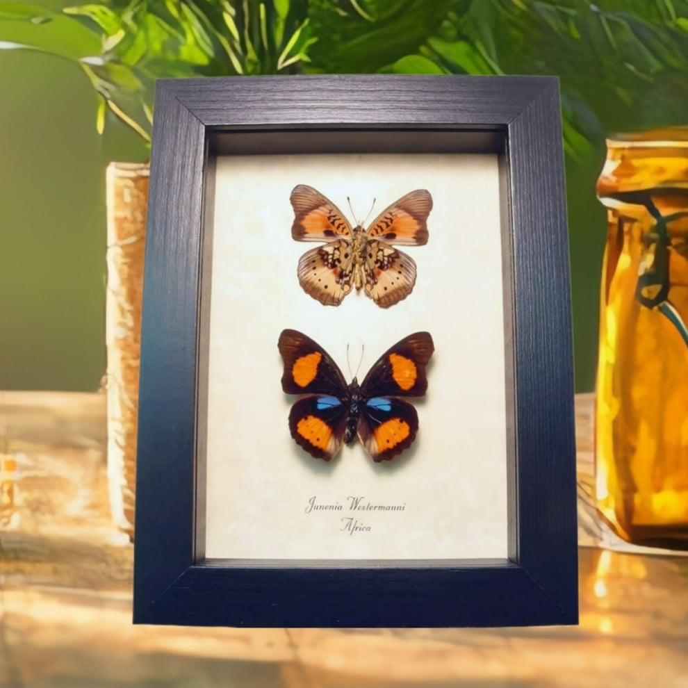 African Butterfly Blue Spot Pansy Junonia westermanni Set Taxidermy Display African Butterfly Blue Spot Pansy Junonia westermanni Set Taxidermy Display