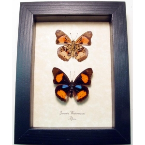 Junonia westermanni Set African Butterflies Framed Butterfly Taxidermy Display