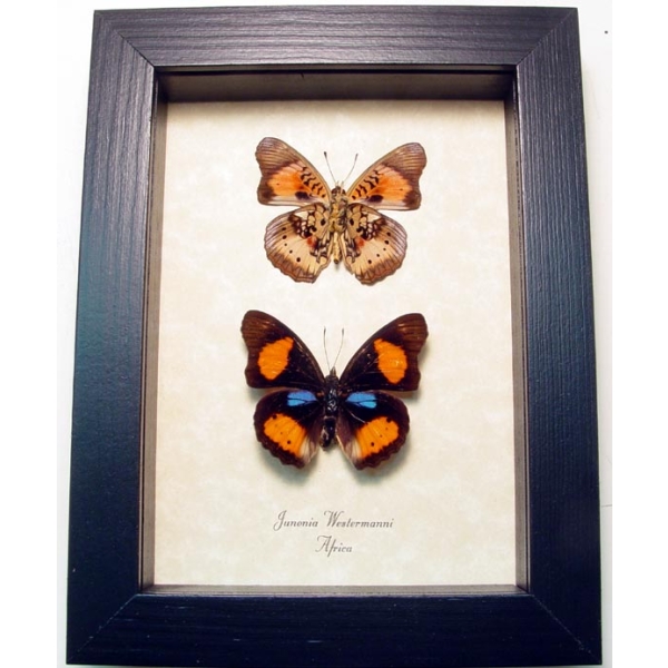 Junonia westermanni Set African Butterflies Framed Butterfly Taxidermy Display