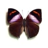 Kallima rumia Male Purple African Leaf Mimic Butterfly Framed Taxidermy Display