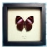 Kallima rumia Male Purple African Leaf Mimic Butterfly Framed Taxidermy Display