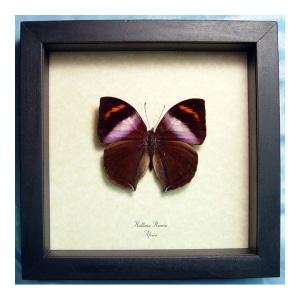 Kallima rumia Male Purple African Leaf Mimic Butterfly Framed Taxidermy Display