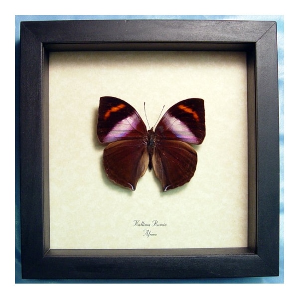 Kallima rumia Male Purple African Leaf Mimic Butterfly Framed Taxidermy Display