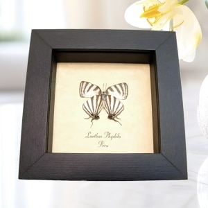 Delicate Tailed Butterfly Laothus phydela Framed Taxidermy Display