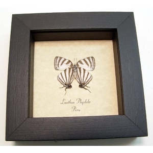 Laothus phydela Swallowtail Butterfly Framed Taxidermy Display