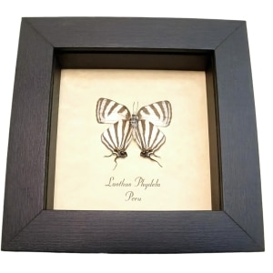 Delicate Tailed Butterfly Laothus phydela Framed Taxidermy Display