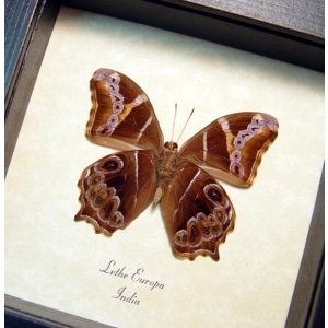 Lethe europa Bamboo Tree Butterfly Framed Taxidermy Display