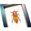 Lethocerus grandis Giant Water Bug Framed Insect Taxidermy Display