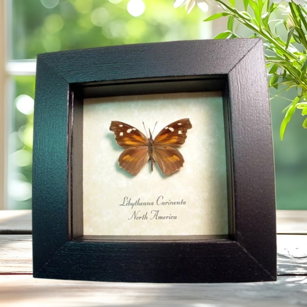 American Snout Butterfly Libytheana carinenta Framed Taxidermy Display