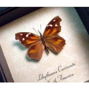 Libytheana carinenta American Snout Butterfly Framed Taxidermy Display
