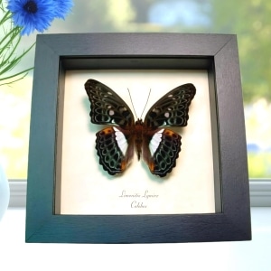 Blue Frilled Butterfly Limenitis (Moduza) lymire Framed Taxidermy Display