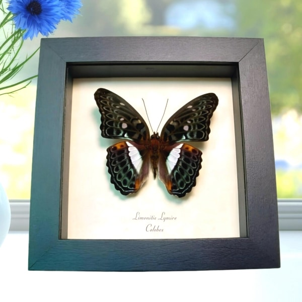 Blue Frilled Butterfly Limenitis (Moduza) lymire Framed Taxidermy Display