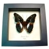 Blue Frilled Butterfly Limenitis (Moduza) lymire Framed Taxidermy Display
