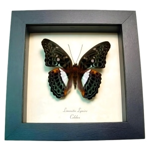 Blue Frilled Butterfly Limenitis (Moduza) lymire Framed Taxidermy Display