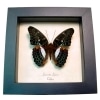 Blue Frilled Butterfly Limenitis (Moduza) lymire Framed Taxidermy Display