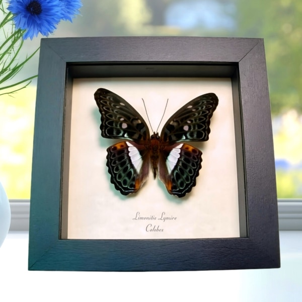 Blue Frilled Butterfly Limenitis (Moduza) lymire Framed Taxidermy Display