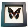Limenitis (Moduza) lymire Blue Frilled Butterfly Framed Taxidermy Display