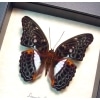 Limenitis (Moduza) lymire Blue Frilled Butterfly Framed Taxidermy Display