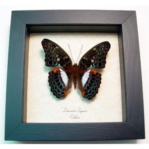 Limenitis (Moduza) lymire Blue Frilled Butterfly Framed Taxidermy Display
