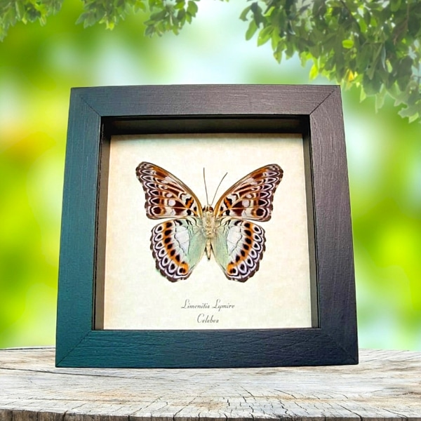 Limenitis lymire verso Aqua Blue Frilled Butterfly Framed Taxidermy Display