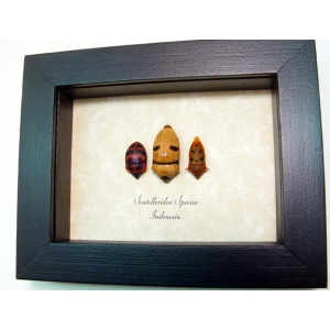 Man Face bug Collection Scutelleridae Set Framed Taxidermy Display