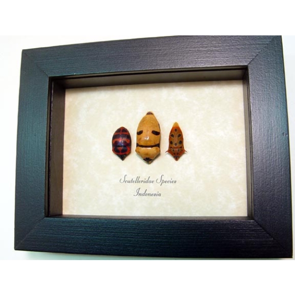 Man Face bug Collection Scutelleridae Set Framed Taxidermy Display
