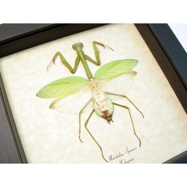 Praying Mantis Green Mantidae Framed Insect Taxidermy Display