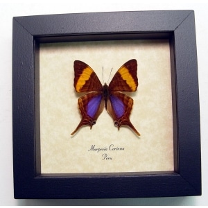 Marpesia corinna Daggerwing Butterfly Framed Taxidermy Display
