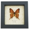 Marpesia berania Orange Tiger Swallowtail Butterfly Framed Taxidermy Display
