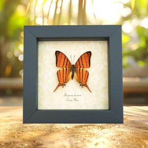 Marpesia berania Orange Tiger Swallowtail Butterfly Framed Taxidermy Display