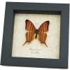 Marpesia berania Orange Tiger Swallowtail Butterfly Framed Taxidermy Display