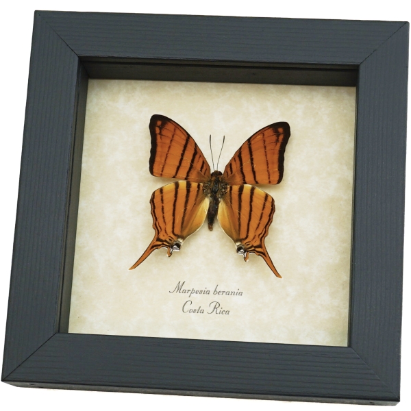 Marpesia berania Orange Tiger Swallowtail Butterfly Framed Taxidermy Display