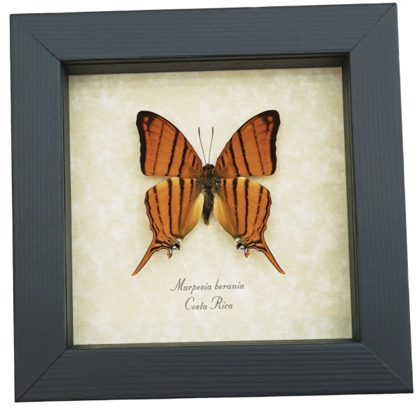 Marpesia berania Orange Tiger Swallowtail Butterfly Framed Taxidermy Display