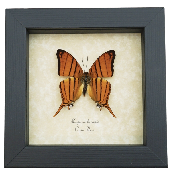 Marpesia berania Orange Tiger Swallowtail Butterfly Framed Taxidermy Display