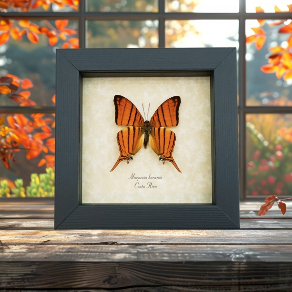 Marpesia berania Orange Tiger Swallowtail Butterfly Framed Taxidermy Display