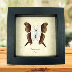 Waiter Daggerwing Butterfly Marpesia coresia verso Framed Taxidermy Display