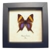 Corinna Daggerwing Butterfly Marpesia corinna Verso Framed Taxidermy Display