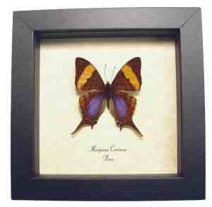 Corinna Daggerwing Butterfly Marpesia corinna Verso Framed Taxidermy Display