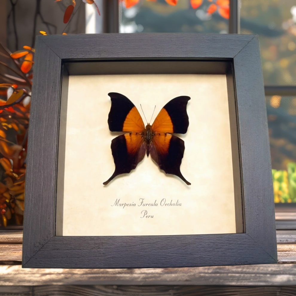 Sunset Daggerwing Butterfly Marpesia furcula oechalia Framed Taxidermy Display Sunset Daggerwing Butterfly Marpesia furcula oechalia Framed Taxidermy Display