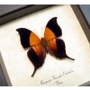 Marpesia furcula oechalia Swallowtail Butterfly Framed Taxidermy Display