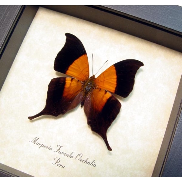 Marpesia furcula oechalia Swallowtail Butterfly Framed Taxidermy Display