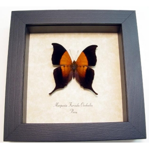 Marpesia furcula oechalia Swallowtail Butterfly Framed Taxidermy Display