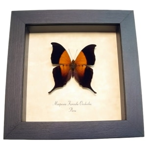 Sunset Daggerwing Butterfly Marpesia furcula oechalia Framed Taxidermy Display
